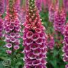 Digitalis Foxy